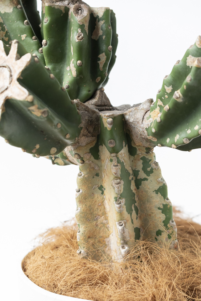 観葉植物 柱サボテン ブランチ 一点もの（A）（10号鉢）｜HanaPrime