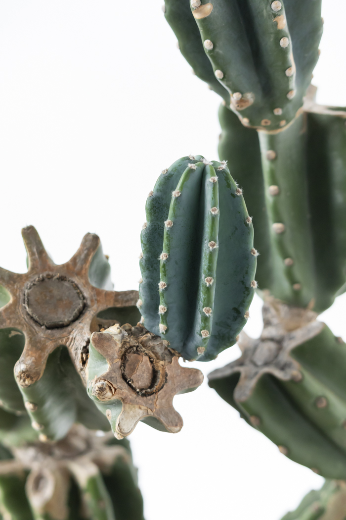 観葉植物 柱サボテン ブランチ 一点もの（A）（10号鉢）の写真14枚目