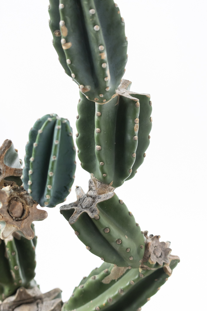 観葉植物 柱サボテン ブランチ 一点もの（A）（10号鉢）の写真15枚目