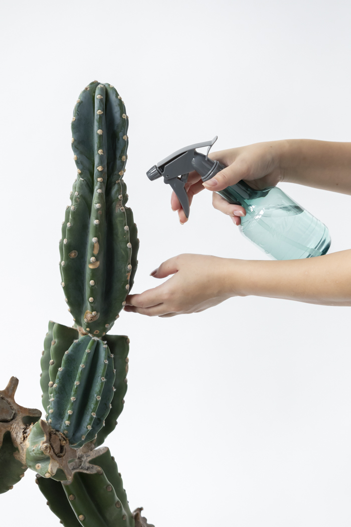 観葉植物 柱サボテン ブランチ 一点もの（A）（10号鉢）の写真16枚目