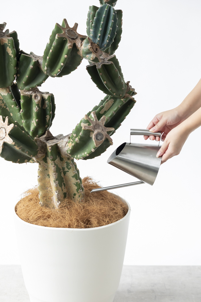 観葉植物 柱サボテン ブランチ 一点もの（A）（10号鉢）｜HanaPrime