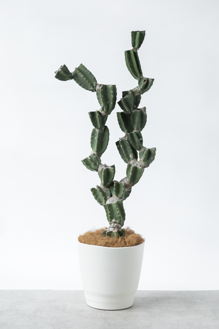 観葉植物 柱サボテン ブランチ 一点もの（B）（10号鉢）の写真1枚目