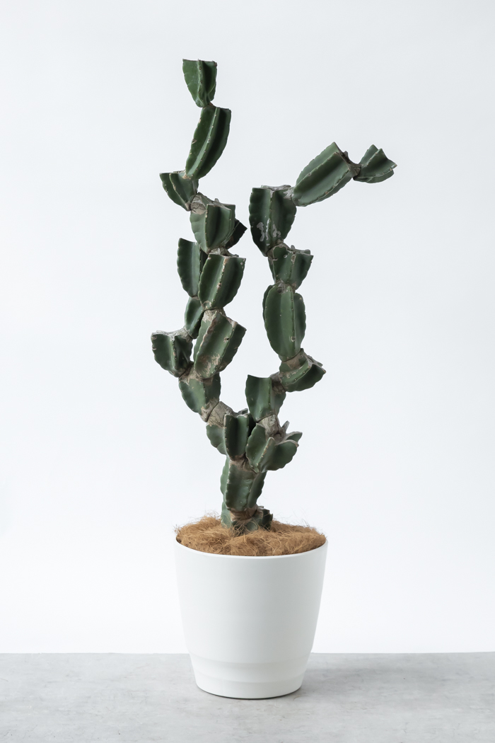 観葉植物 柱サボテン ブランチ 一点もの（B）（10号鉢）の写真3枚目