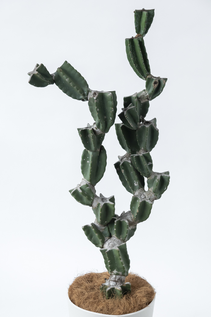 観葉植物 柱サボテン ブランチ 一点もの（B）（10号鉢）の写真4枚目