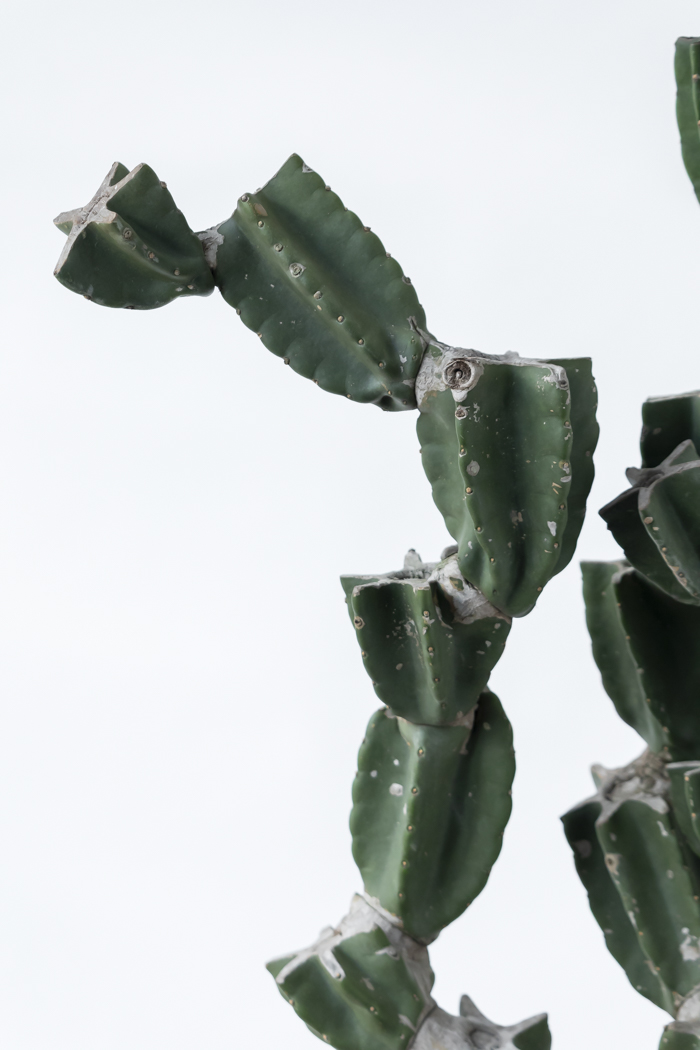 観葉植物 柱サボテン ブランチ 一点もの（B）（10号鉢）の写真5枚目