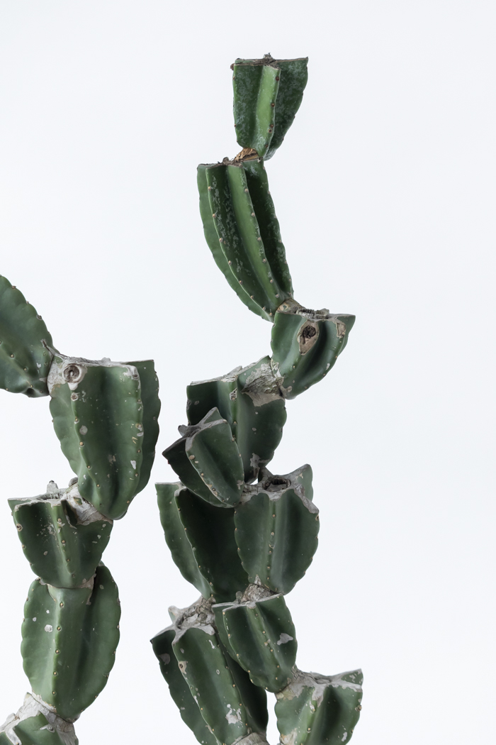 観葉植物 柱サボテン ブランチ 一点もの（B）（10号鉢）の写真6枚目