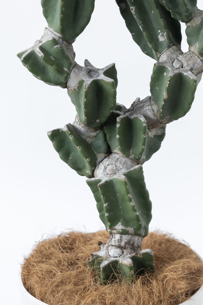 観葉植物 柱サボテン ブランチ 一点もの（B）（10号鉢）の写真7枚目