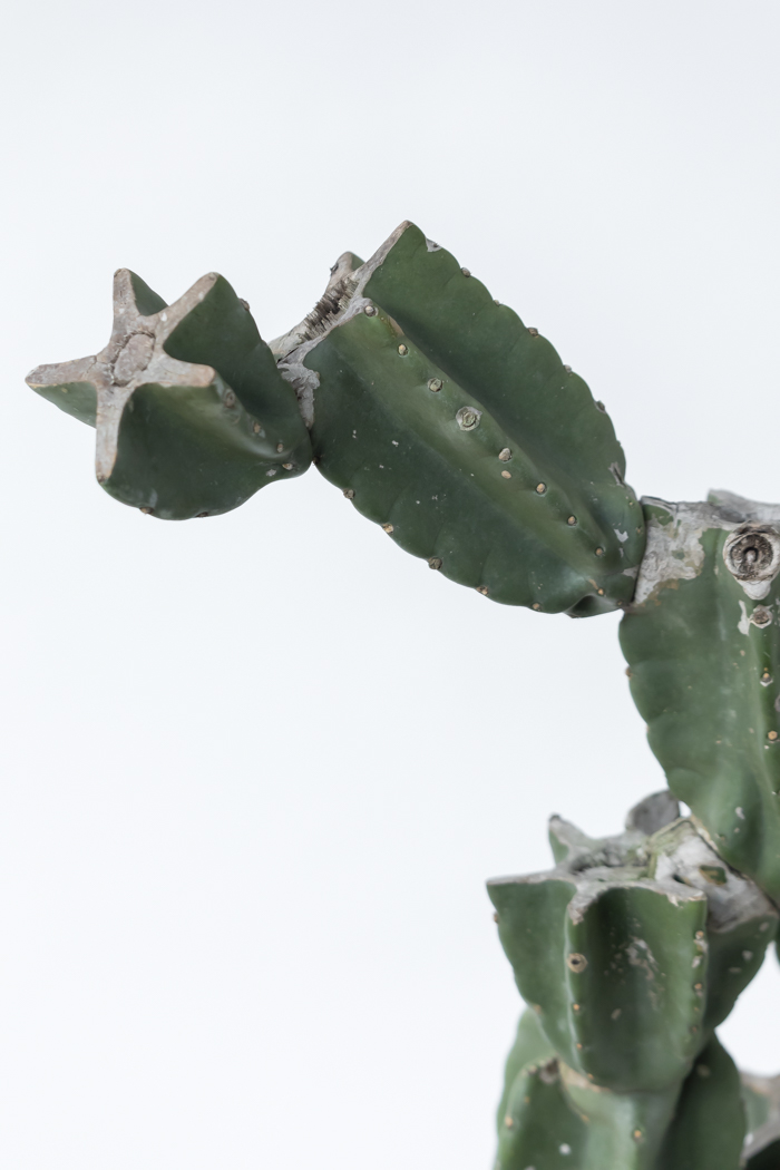 観葉植物 柱サボテン ブランチ 一点もの（B）（10号鉢）の写真8枚目