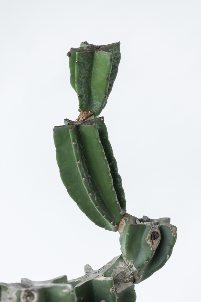 観葉植物 柱サボテン ブランチ 一点もの（B）（10号鉢）の写真9枚目