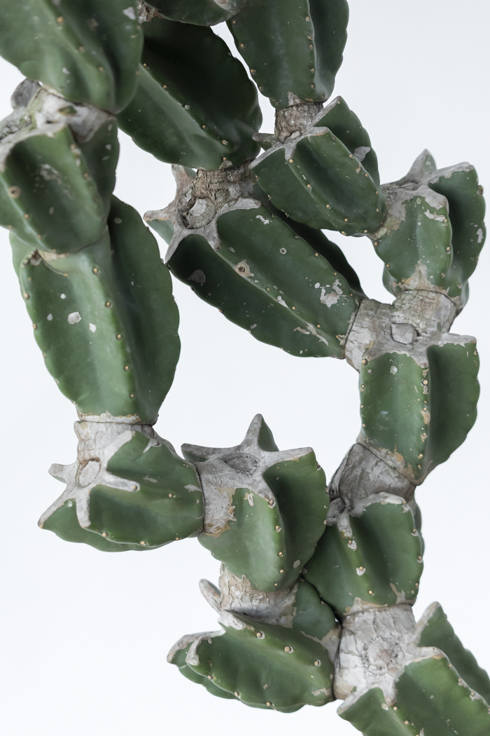 観葉植物 柱サボテン ブランチ 一点もの（B）（10号鉢）の写真10枚目