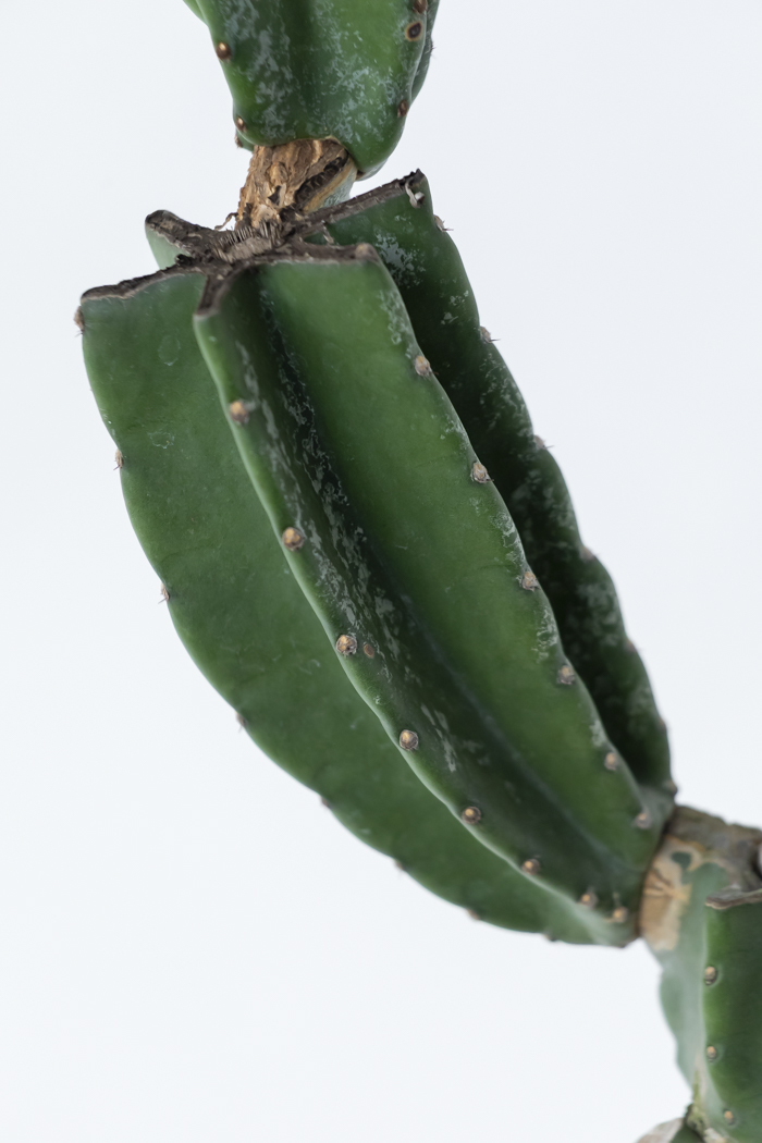 観葉植物 柱サボテン ブランチ 一点もの（B）（10号鉢）の写真12枚目