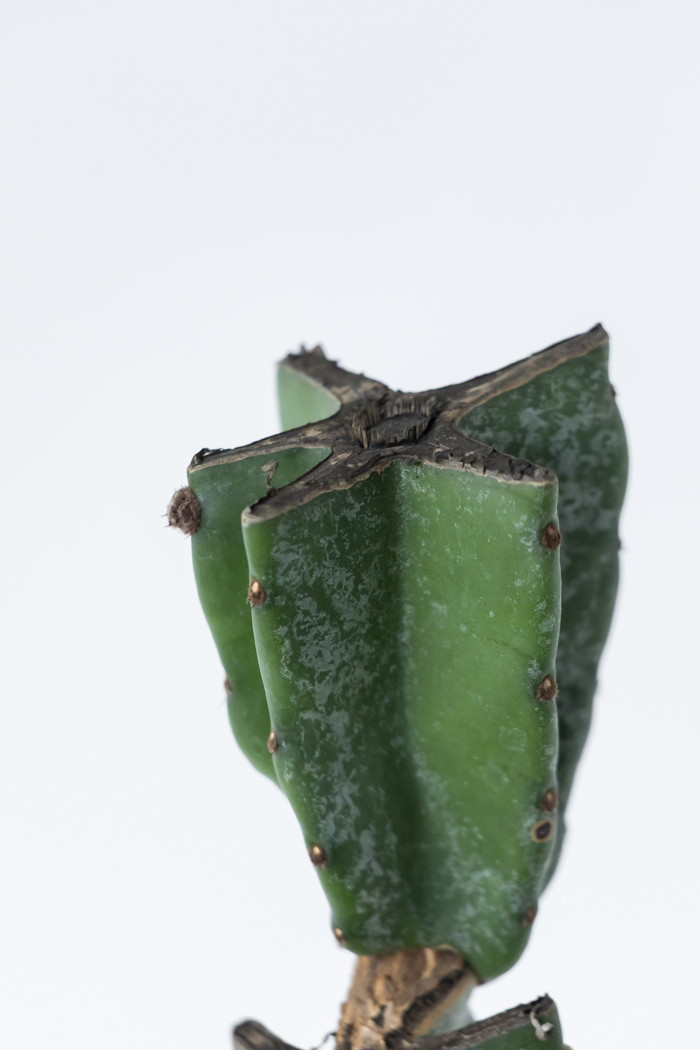 観葉植物 柱サボテン ブランチ 一点もの（B）（10号鉢）の写真13枚目