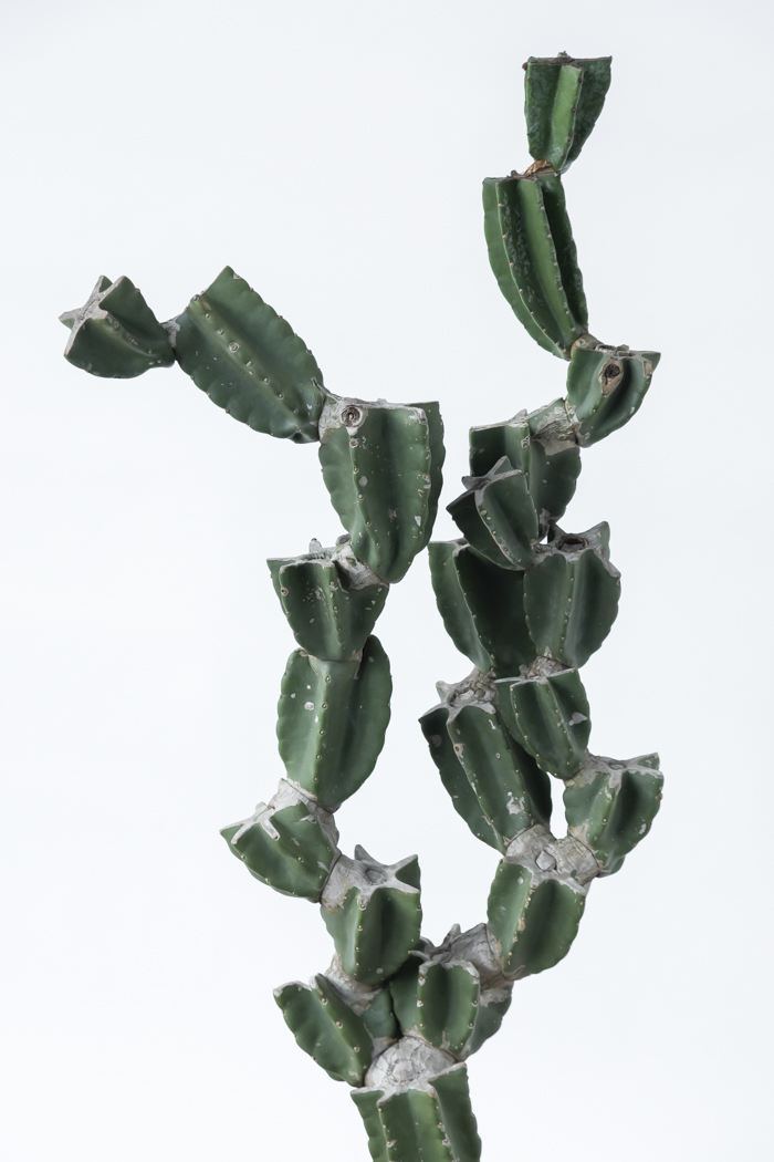 観葉植物 柱サボテン ブランチ 一点もの（B）（10号鉢）の写真14枚目