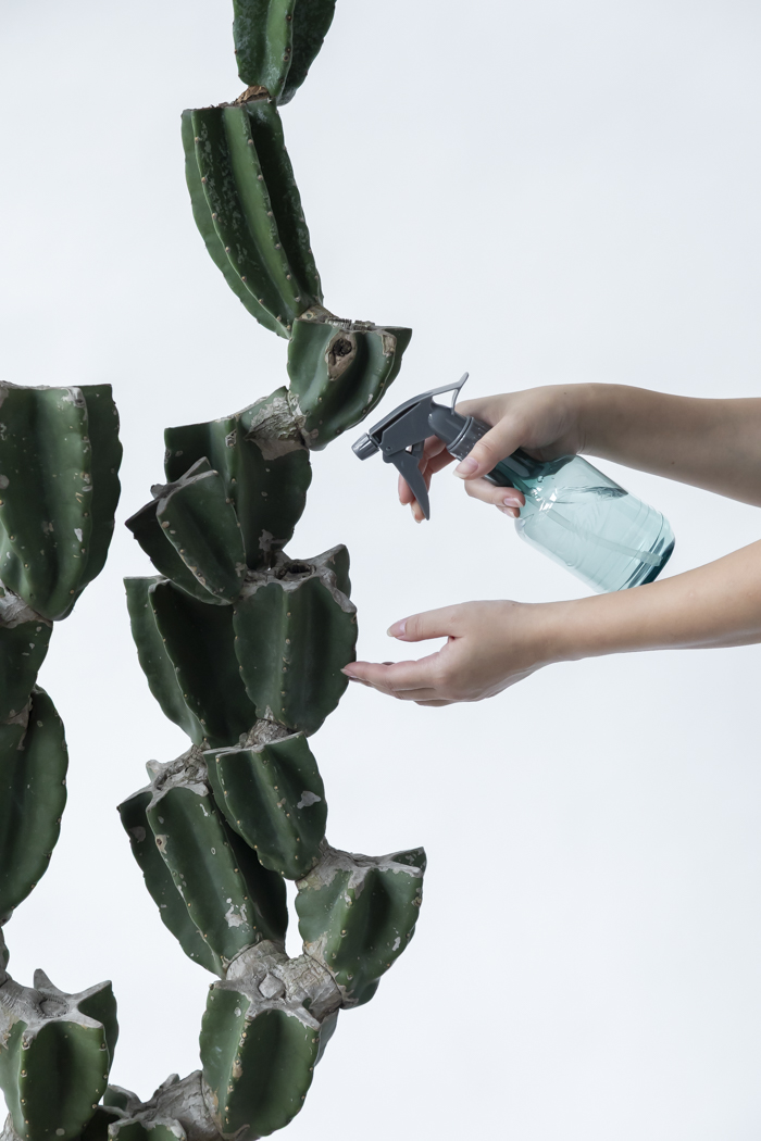 観葉植物 柱サボテン ブランチ 一点もの（B）（10号鉢）の写真15枚目