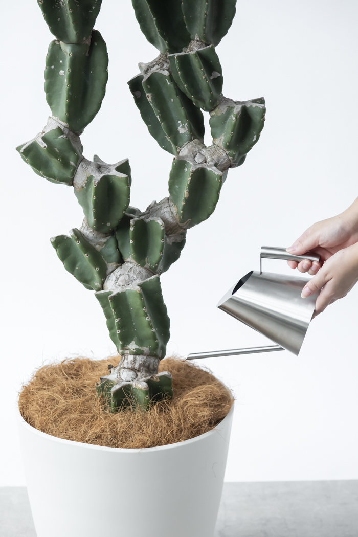 観葉植物 柱サボテン ブランチ 一点もの（B）（10号鉢）の写真16枚目