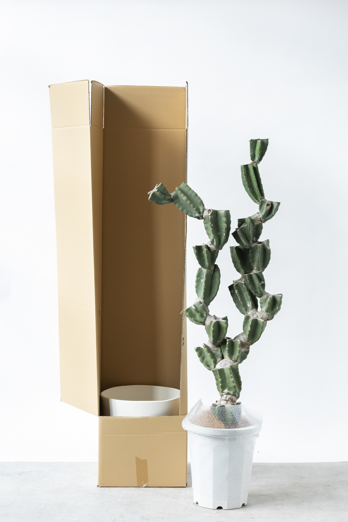 観葉植物 柱サボテン ブランチ 一点もの（B）（10号鉢）の写真17枚目