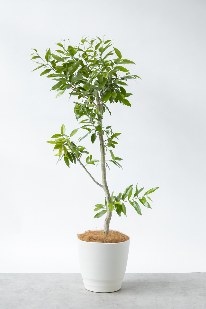 観葉植物 アマゾンオリーブ 一点もの (A)（10号鉢）の写真1枚目