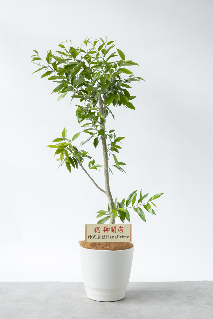 観葉植物 アマゾンオリーブ 一点もの (A)（10号鉢）の写真2枚目