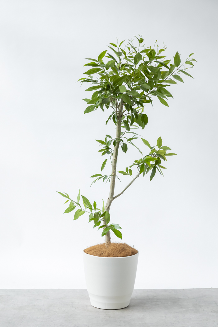 観葉植物 アマゾンオリーブ 一点もの (A)（10号鉢）の写真3枚目