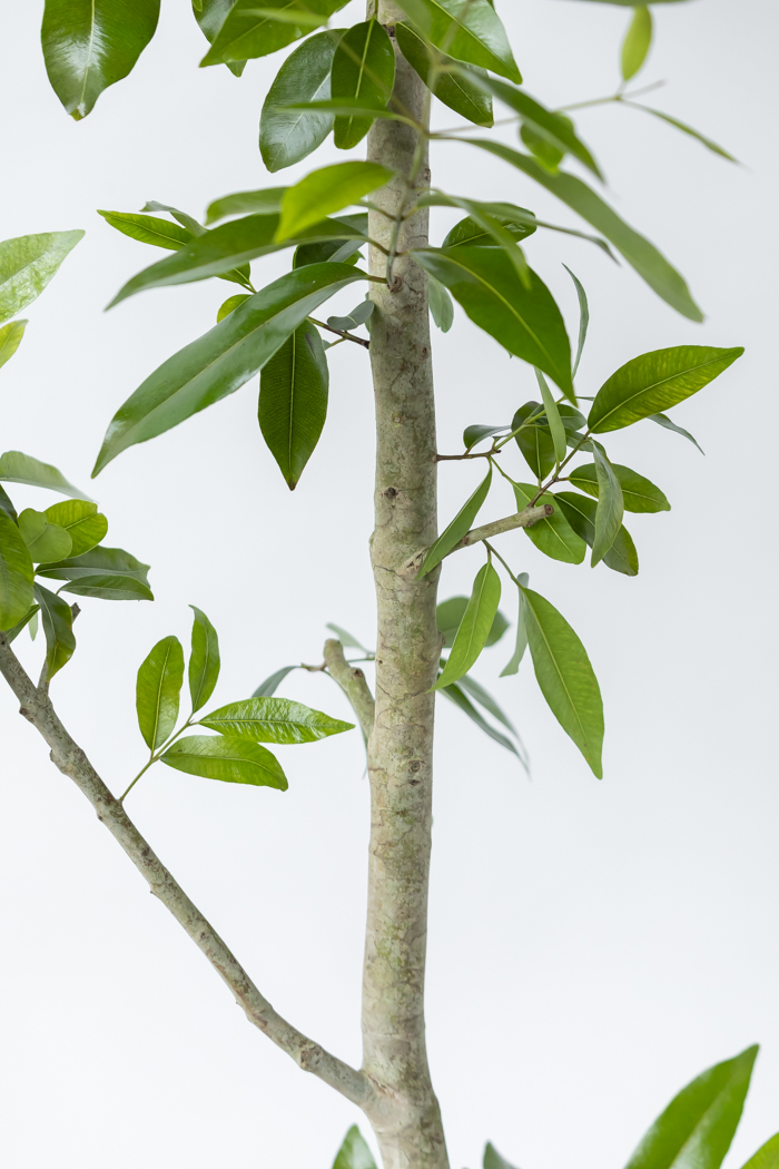 観葉植物 アマゾンオリーブ 一点もの (A)（10号鉢）の写真7枚目
