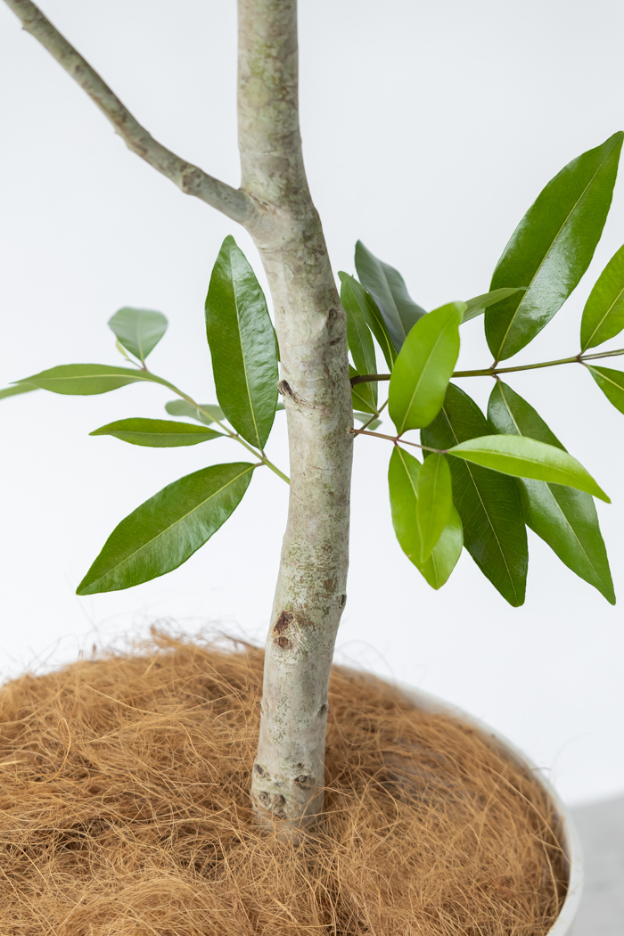 観葉植物 アマゾンオリーブ 一点もの (A)（10号鉢）の写真8枚目