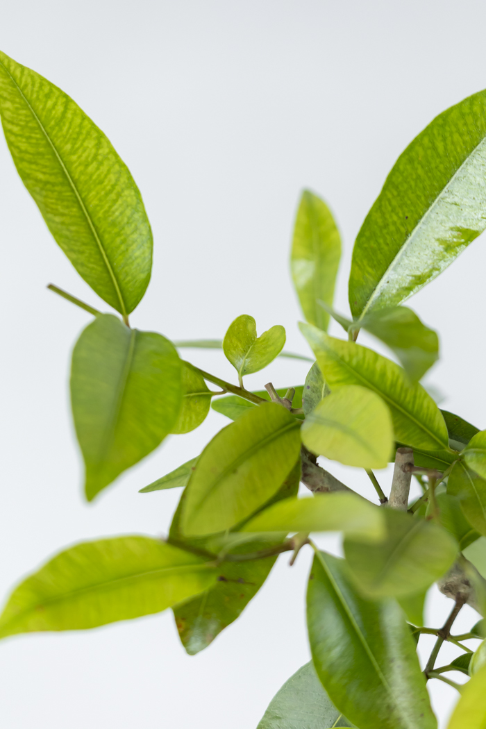 観葉植物 アマゾンオリーブ 一点もの (A)（10号鉢）の写真9枚目