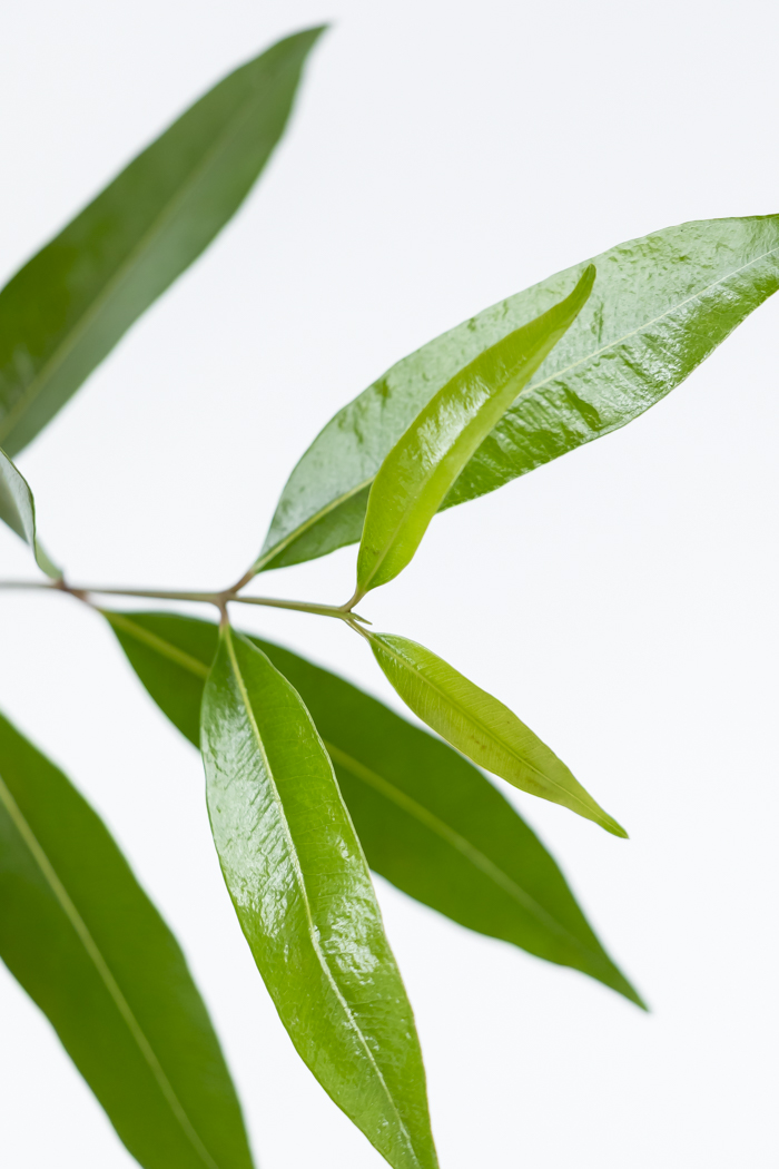観葉植物 アマゾンオリーブ 一点もの (A)（10号鉢）の写真10枚目