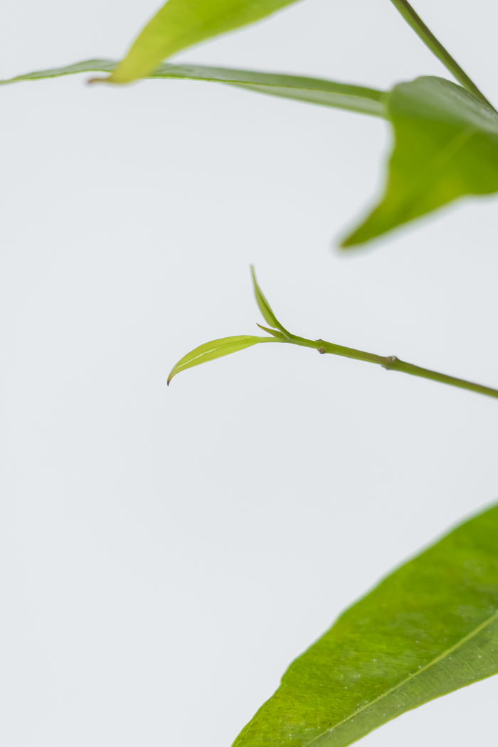 観葉植物 アマゾンオリーブ 一点もの (A)（10号鉢）の写真11枚目