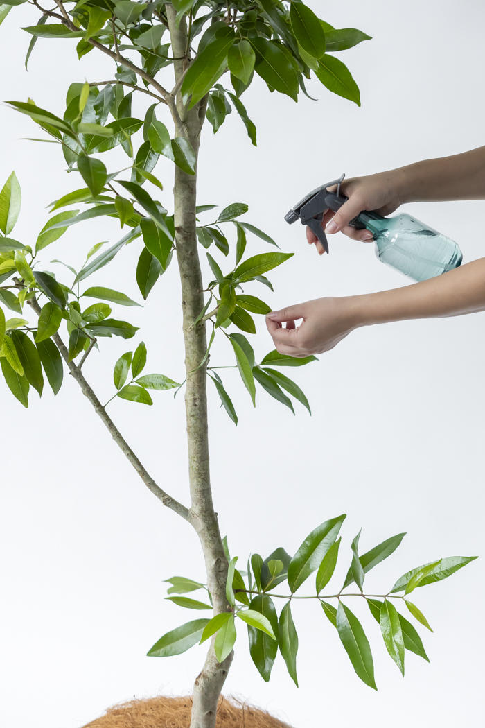 観葉植物 アマゾンオリーブ 一点もの (A)（10号鉢）の写真12枚目