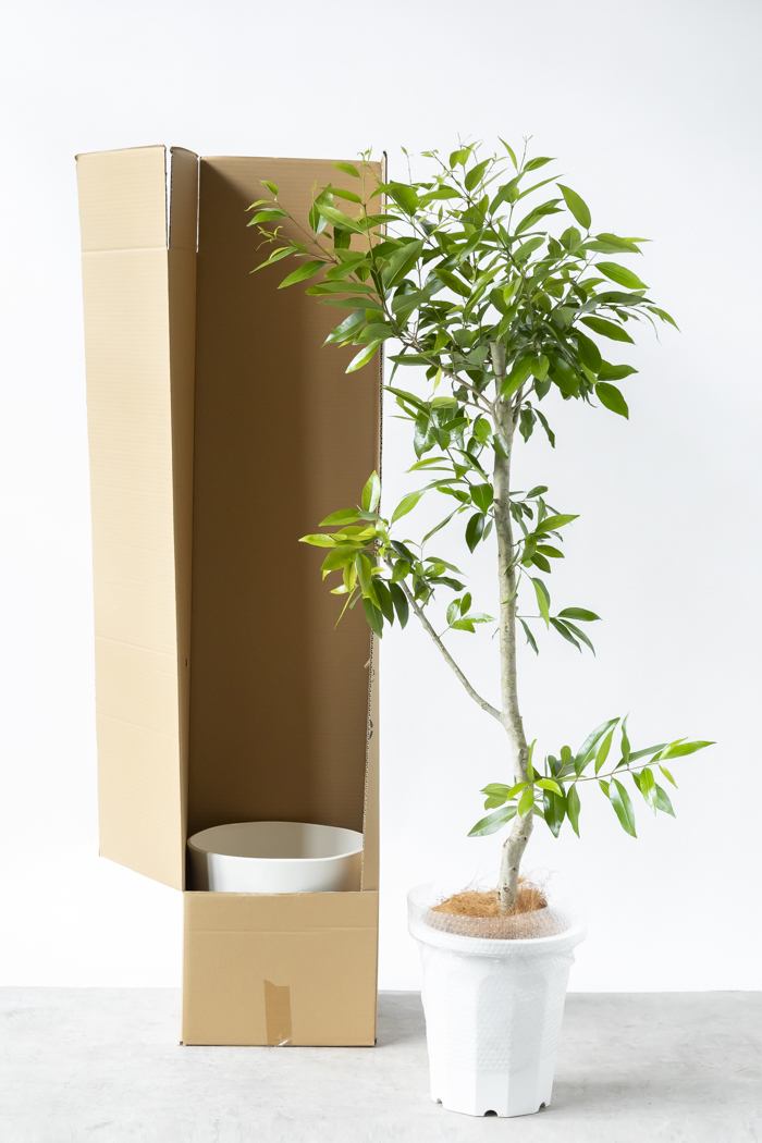 観葉植物 アマゾンオリーブ 一点もの (A)（10号鉢）の写真14枚目