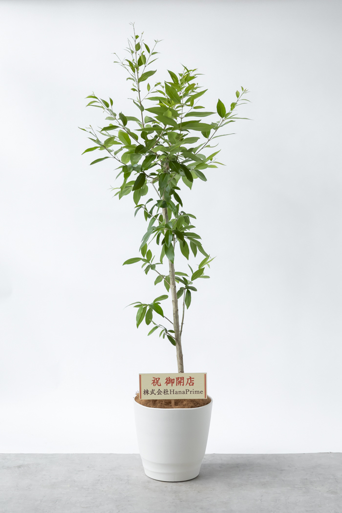 大型の観葉植物 XLサイズ（10号鉢）150cm～｜HanaPrime（ハナプライム）