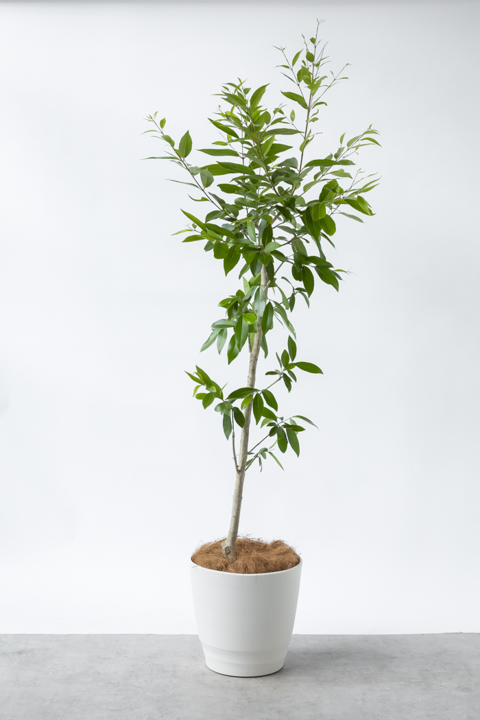 観葉植物 アマゾンオリーブ 一点もの (B)（10号鉢）の写真3枚目