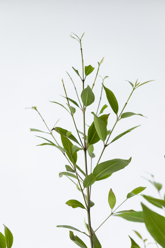 観葉植物 アマゾンオリーブ 一点もの (B)（10号鉢）の写真5枚目