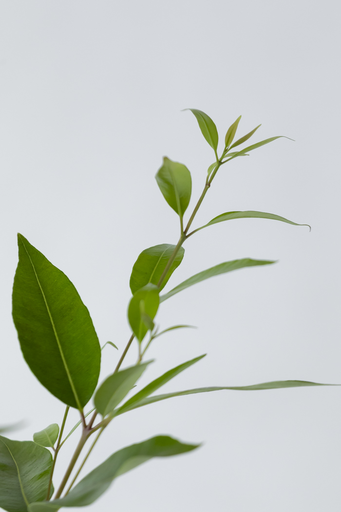 観葉植物 アマゾンオリーブ 一点もの (B)（10号鉢）の写真6枚目