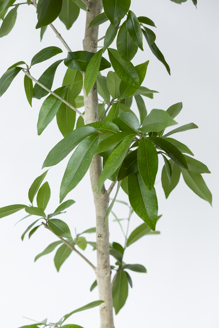 観葉植物 アマゾンオリーブ 一点もの (B)（10号鉢）の写真8枚目