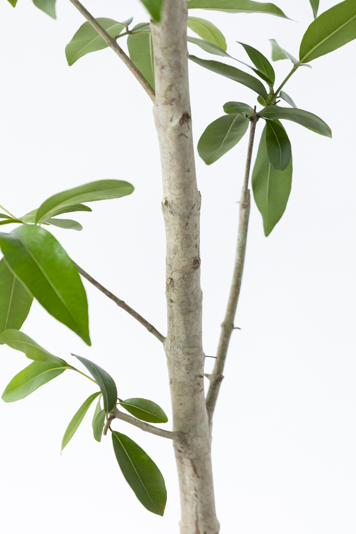 観葉植物 アマゾンオリーブ 一点もの (B)（10号鉢）の写真9枚目