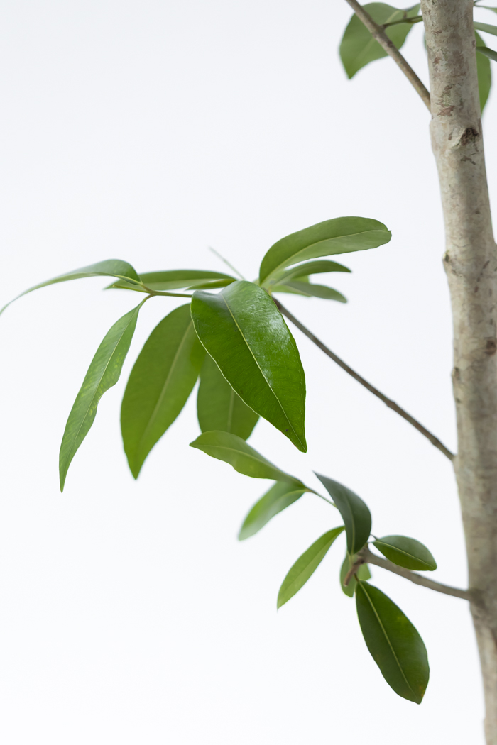 観葉植物 アマゾンオリーブ 一点もの (B)（10号鉢）の写真10枚目