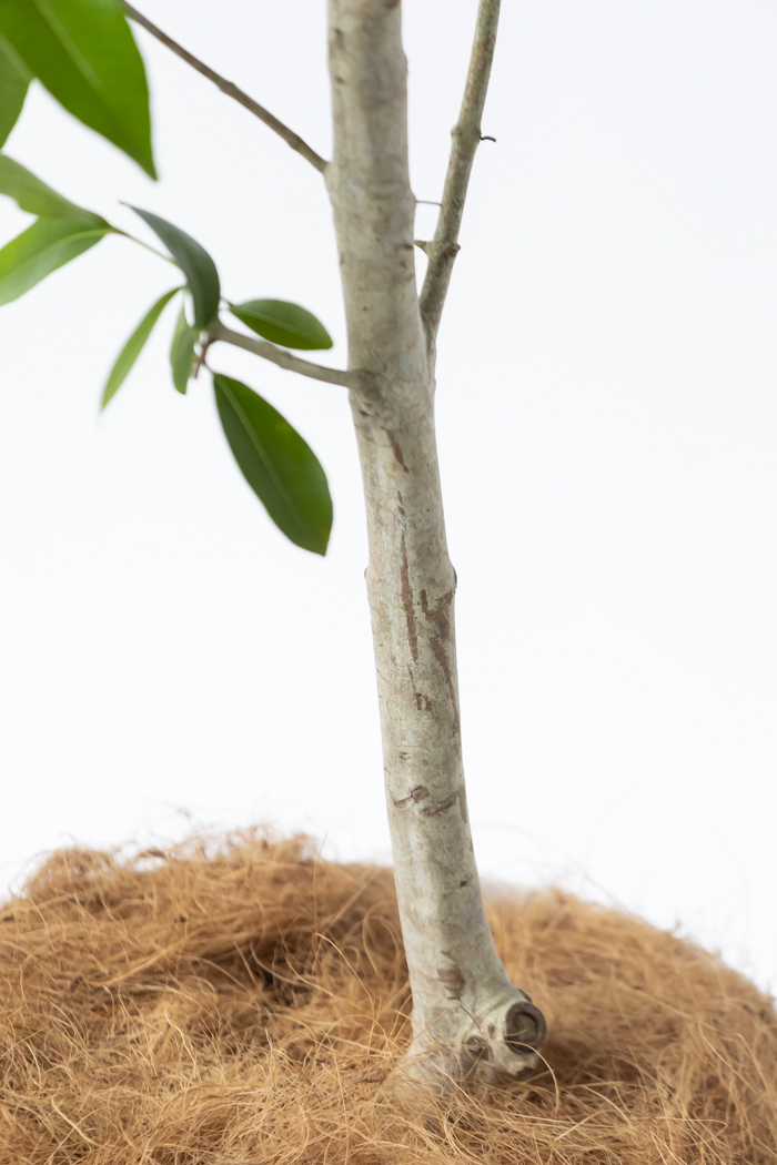 観葉植物 アマゾンオリーブ 一点もの (B)（10号鉢）の写真11枚目