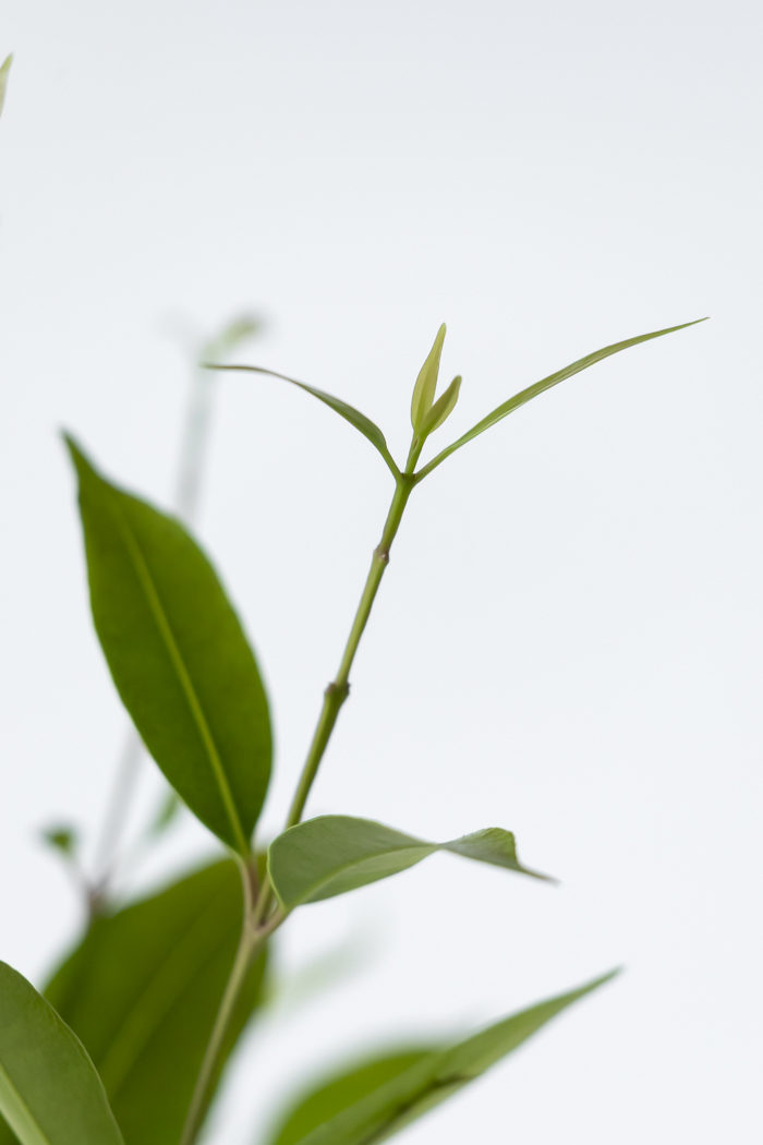 観葉植物 アマゾンオリーブ 一点もの (B)（10号鉢）の写真12枚目