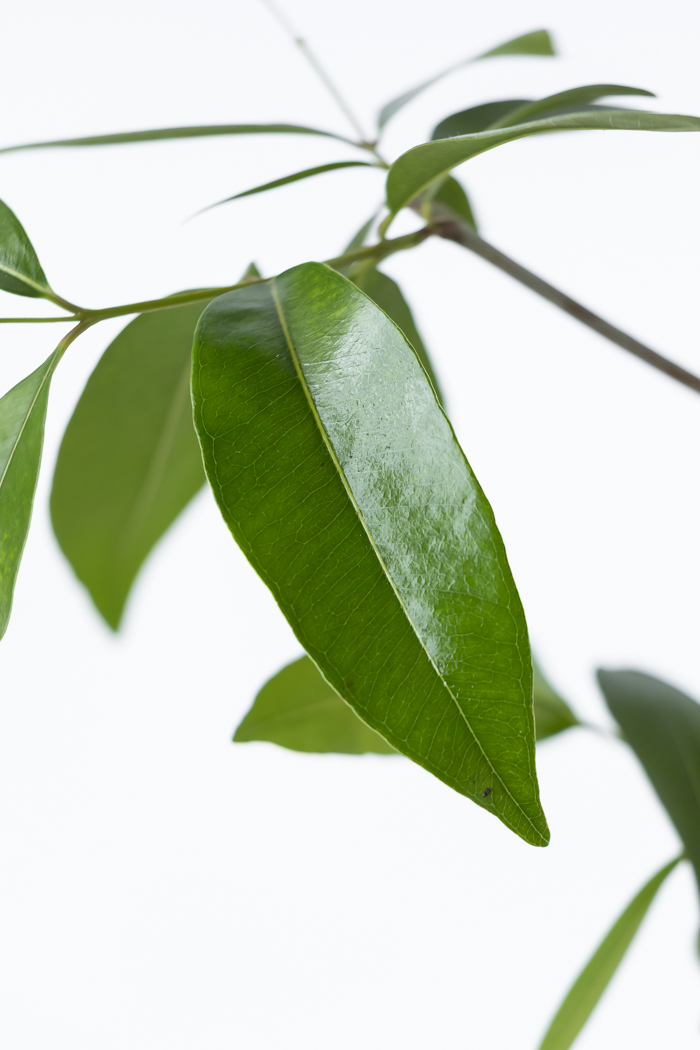 観葉植物 アマゾンオリーブ 一点もの (B)（10号鉢）の写真13枚目