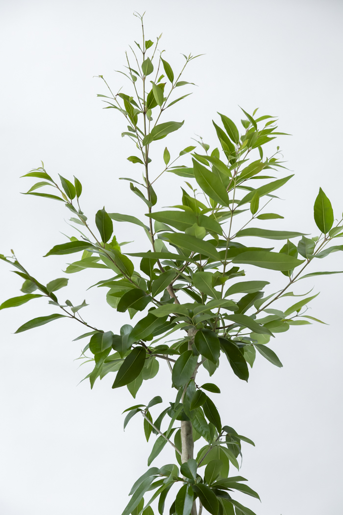 観葉植物 アマゾンオリーブ 一点もの (B)（10号鉢）の写真14枚目