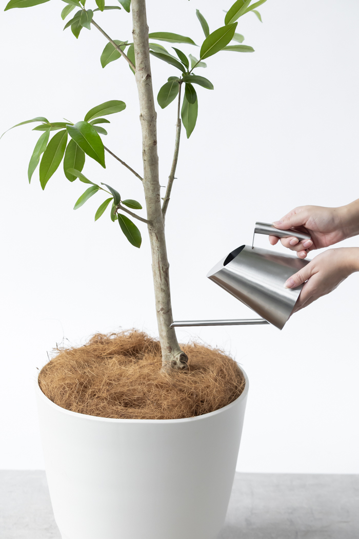 観葉植物 アマゾンオリーブ 一点もの (B)（10号鉢）の写真16枚目