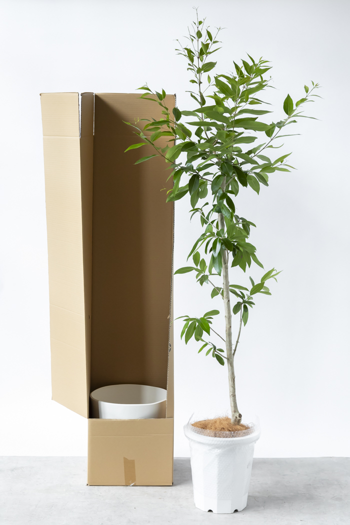 観葉植物 アマゾンオリーブ 一点もの (B)（10号鉢）の写真17枚目