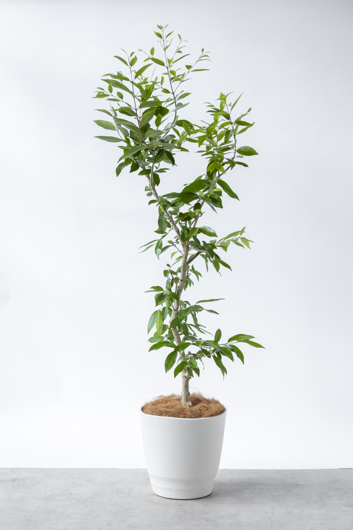 観葉植物 アマゾンオリーブ 一点もの (C)（10号鉢）の写真1枚目