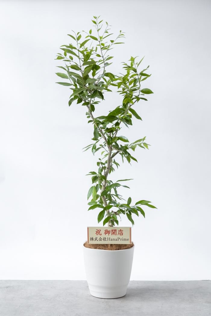 観葉植物 アマゾンオリーブ 一点もの (C)（10号鉢）