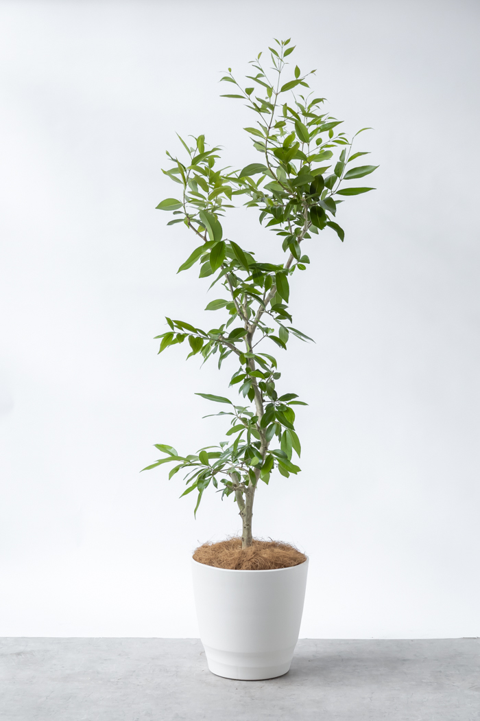 観葉植物 アマゾンオリーブ 一点もの (C)（10号鉢）の写真3枚目