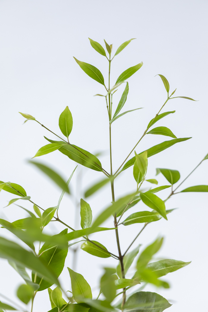観葉植物 アマゾンオリーブ 一点もの (C)（10号鉢）の写真5枚目
