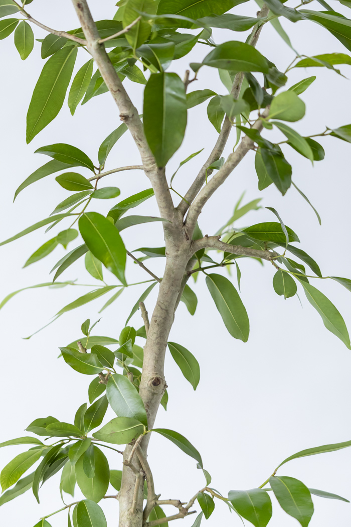 観葉植物 アマゾンオリーブ 一点もの (C)（10号鉢）の写真6枚目