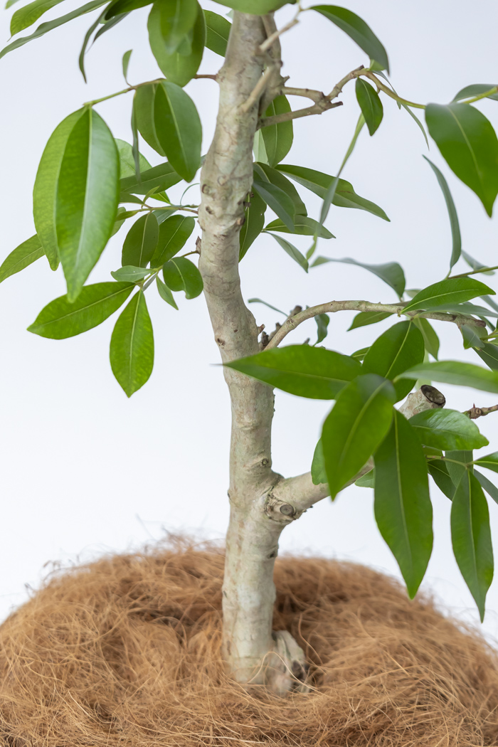 観葉植物 アマゾンオリーブ 一点もの (C)（10号鉢）の写真7枚目