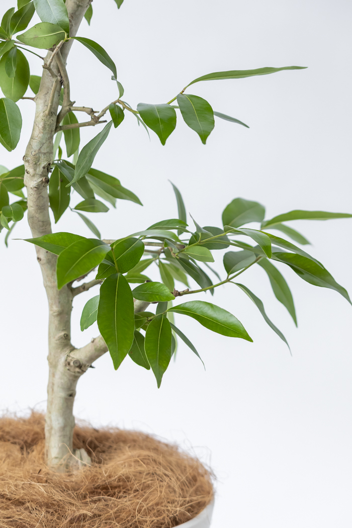 観葉植物 アマゾンオリーブ 一点もの (C)（10号鉢）の写真8枚目
